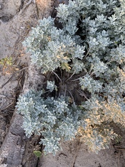 Artemisia stelleriana