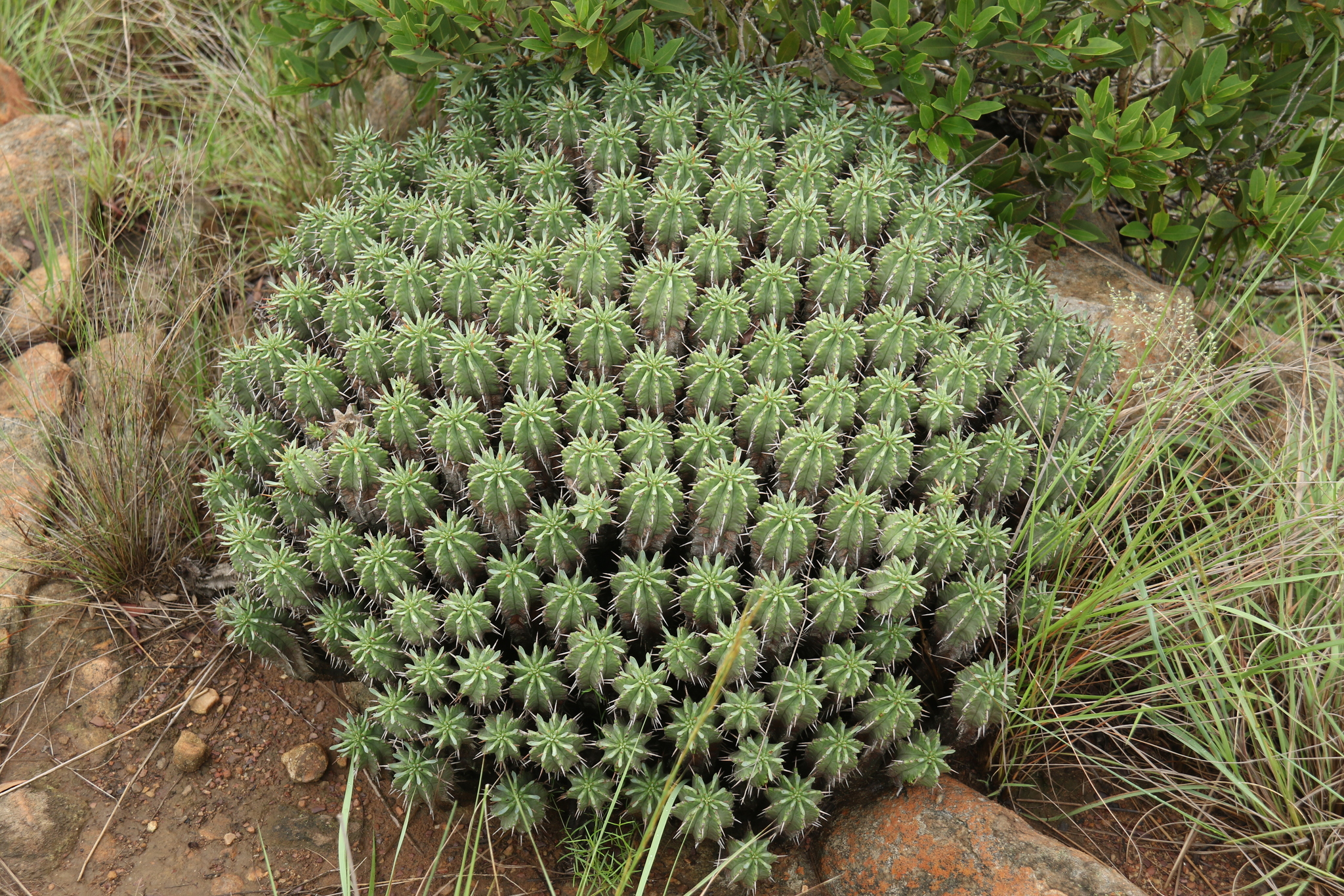Imagem de Colchão-de-sogra