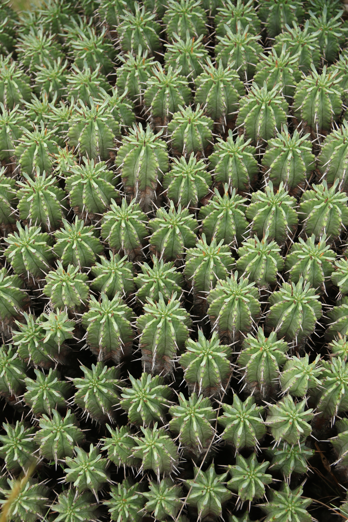 Imagem de Colchão-de-sogra