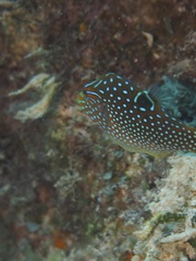 Canthigaster solandri