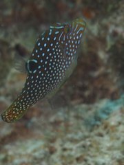 Canthigaster solandri