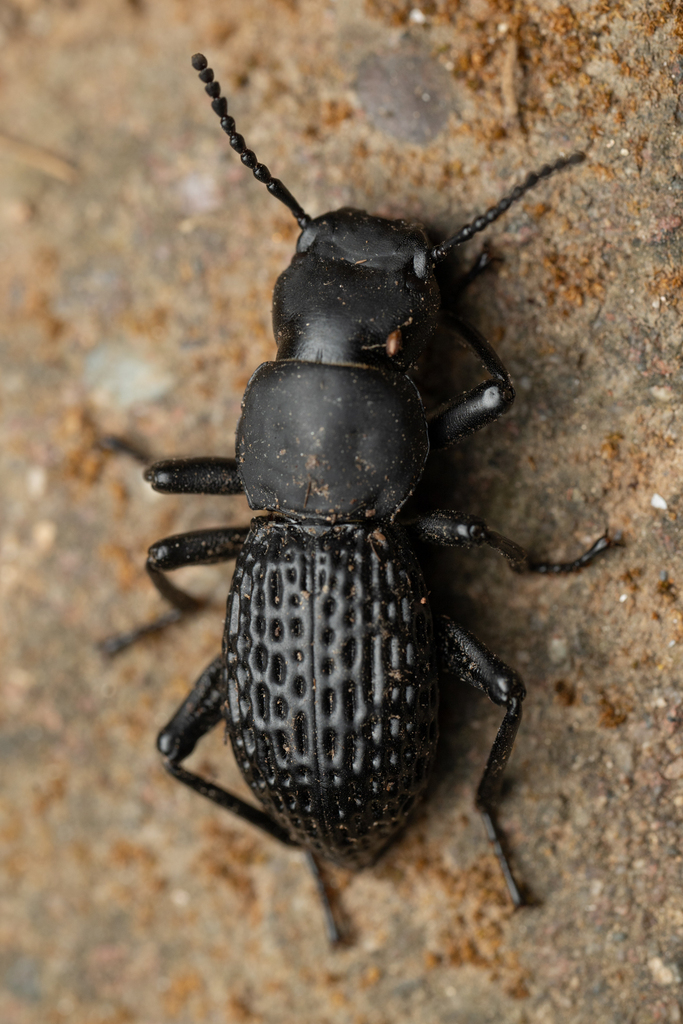 Rhinandrus foveolatus