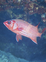 Sargocentron tiere
