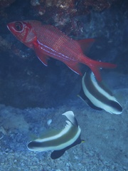 Sargocentron tiere