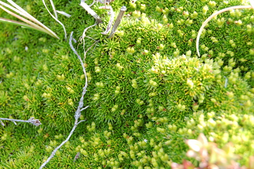 Azorella lycopodioides