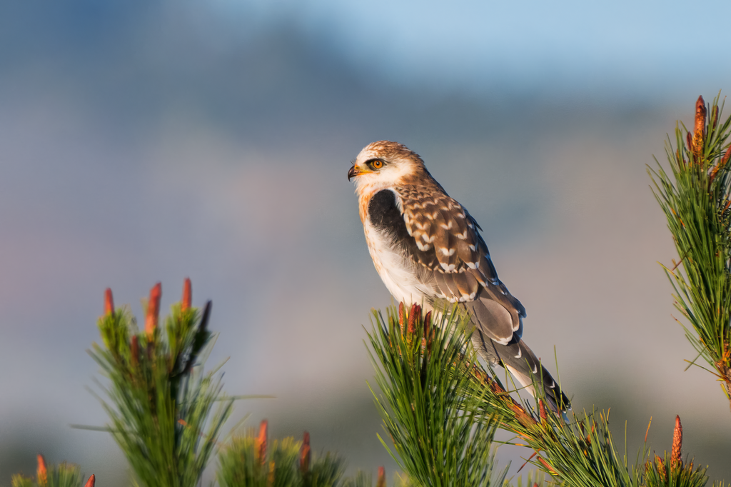 White-tailed Kite