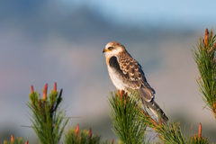 White-Tailed Kite photo 3
