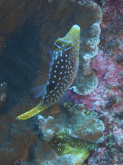 Canthigaster solandri