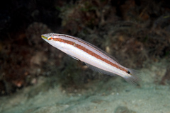 Australian Slender Wrasse photo 2