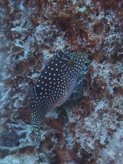 Canthigaster solandri
