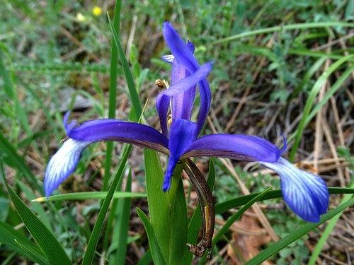 Image of Iris sintenisii by (c) Serdar Ölez, some rights reserved (CC BY-SA)