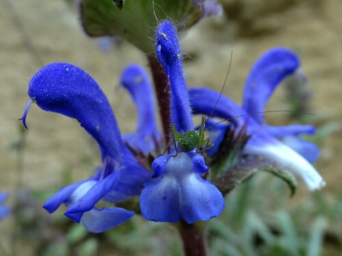 Turkish Mountain Sage (Salvia hypargeia)