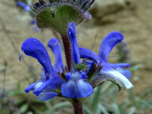 Image of Salvia hypargeia by (c) Serdar Ölez, some rights reserved (CC BY-SA)