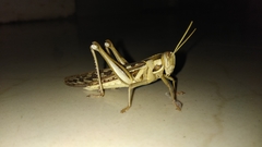 Cyrtacanthacridini