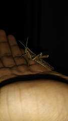 Cyrtacanthacridini