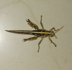 Cyrtacanthacridini
