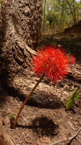 Scadoxus multiflorus image