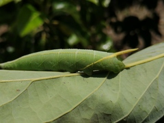 Smerinthinae