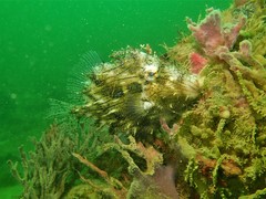 Chaetodermis penicilligerus