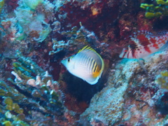 Chaetodon punctatofasciatus