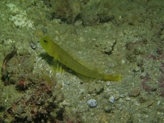 Cryptocentrus sericus