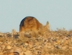 Osphranter robustus erubescens