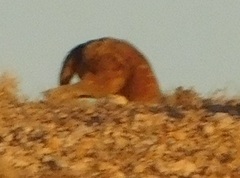 Osphranter robustus erubescens