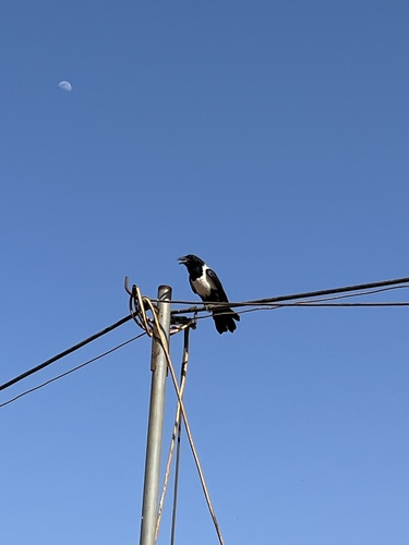 Pied Crow