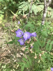 Campanula persicifolia