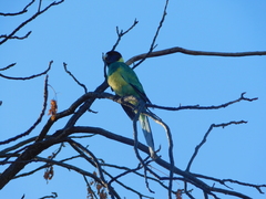 Barnardius zonarius zonarius