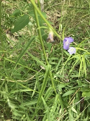 Campanula persicifolia