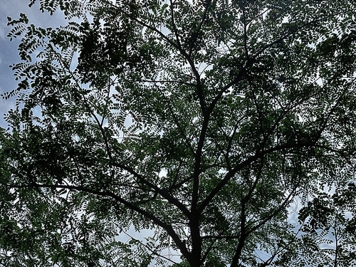 Foto de Umbila