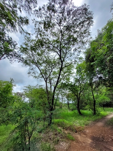 Foto de Umbila