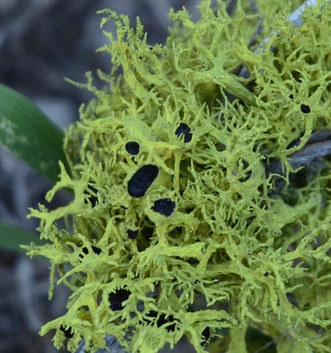 iNaturalist observation photo of Brown-eyed Wolf Lichen