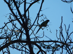 Barnardius zonarius zonarius