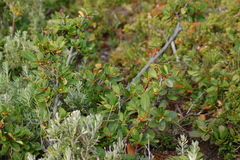 Berberis microphylla