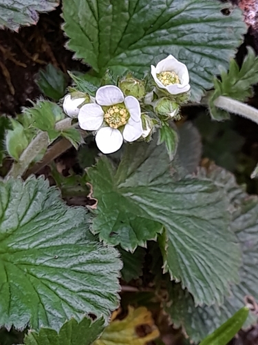 Image of Geum cockaynei by (c) Flavien Saboureau, some rights reserved (CC BY)