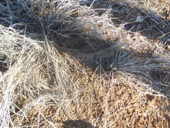 Pseudechis australis