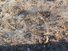 Pseudechis australis