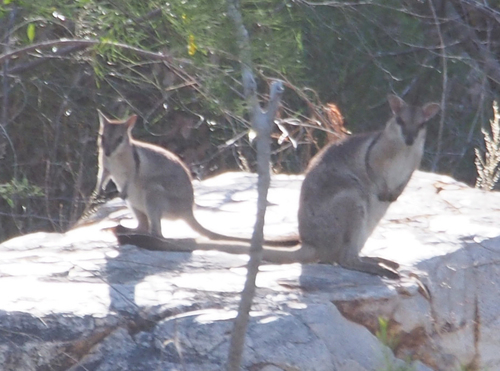 Western Short-eared Rock Wallaby
