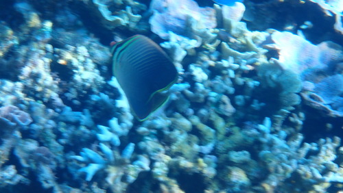 Eastern Triangle Butterflyfish (Chaetodon baronessa)
