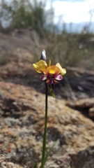 Diuris pulchella