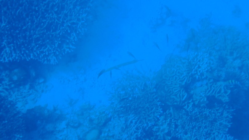 Pacific Trumpetfish (Aulostomus chinensis)