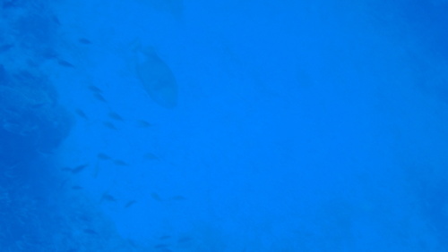 Titan Triggerfish (Balistoides viridescens)