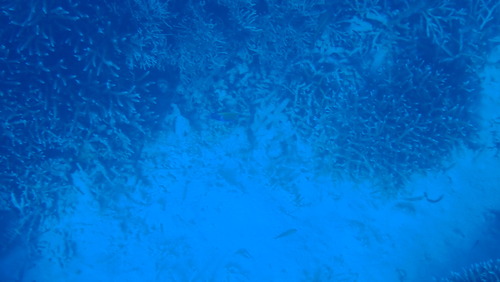 Bluegirdle Angelfish (Pomacanthus navarchus)