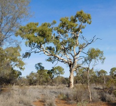 Corymbia aparrerinja