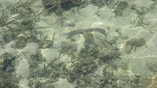 Peppered Moray (Gymnothorax pictus)