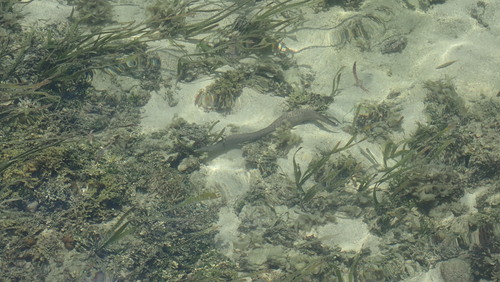 Peppered Moray (Gymnothorax pictus)
