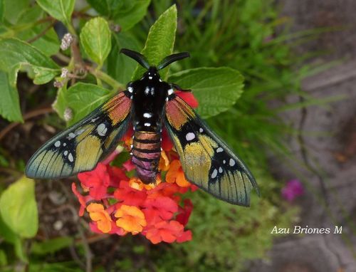 Princely Tiger Moth