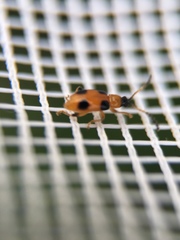 Cornulactica varicornis